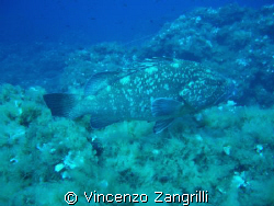 Massive Grouper in Ustica, Sicily, around 25m by Vincenzo Zangrilli 